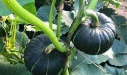 北美网红吃瓜事件,揭秘网络舆论背后的真相与争议